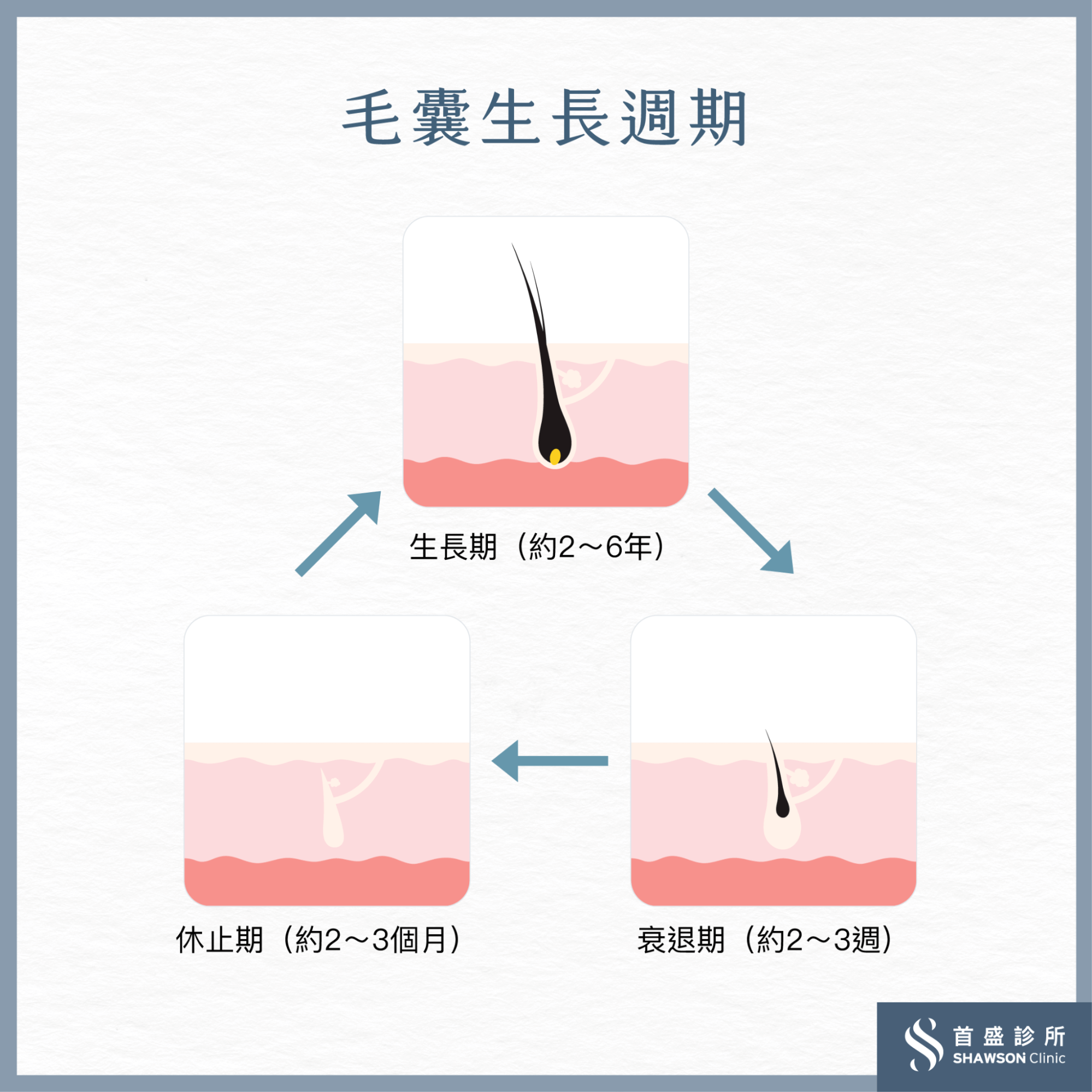 頭髮生長週期