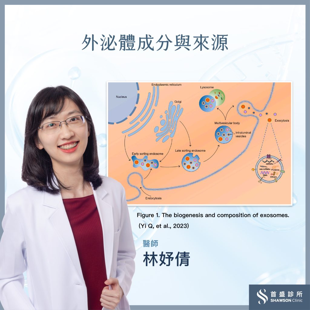外泌體是什麼？從細胞溝通到再生醫學的關鍵角色